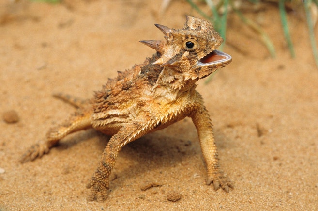 How the Texas horned lizard harvests water on its skin ...