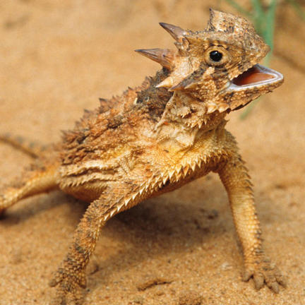 This Spike-Crested Lizard Drinks From Sand With Its Skin, Science