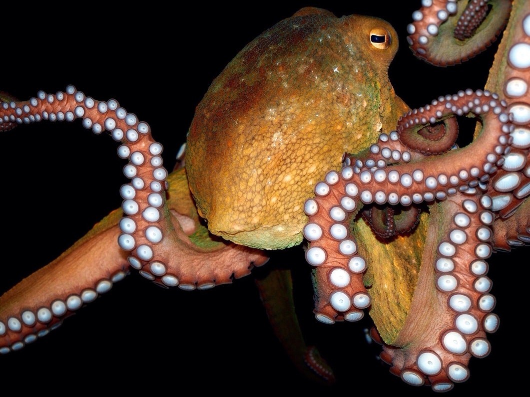 040316 octopus 1