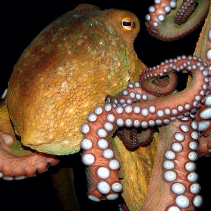 Octopus-inspired colour-changing skin that can sense touch