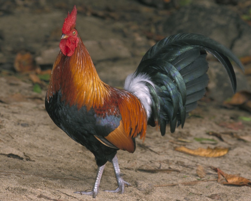 Chickens brought to New Zealand by Captain Cook Cosmos Magazine