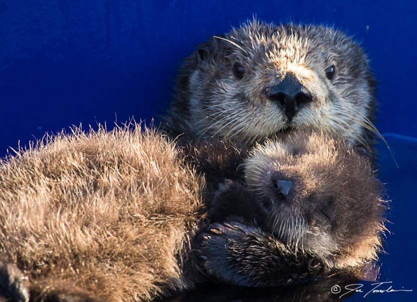 040816 seaotters 1