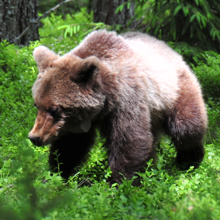 How microbes help bears to hibernate