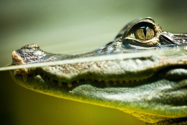 Crocodile Eyes