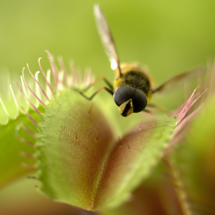 fly trap smell