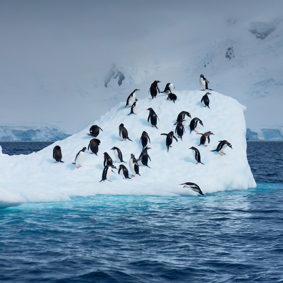 Antarctic sea ice expansion driven by natural variability: study