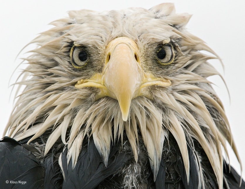 A bald eagle.