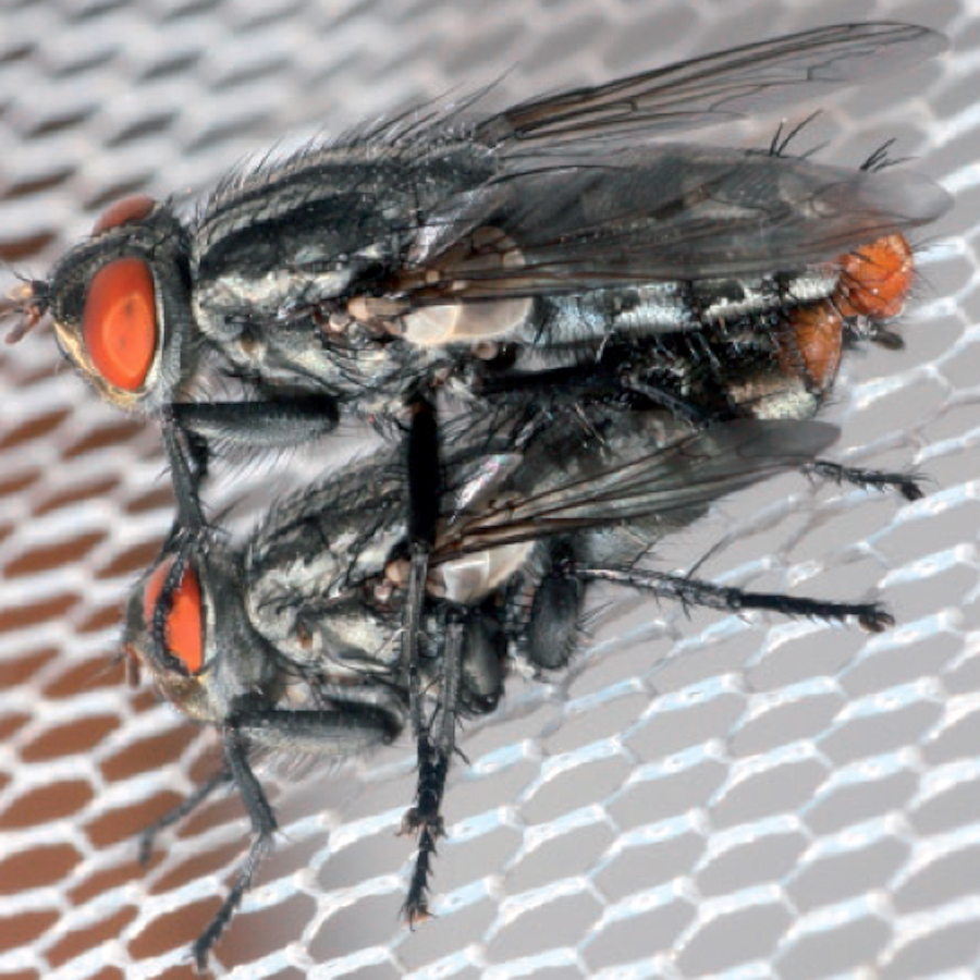 Singing cicada advertises a singles bar for flies