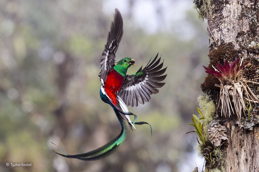 A resplendent quetzal.