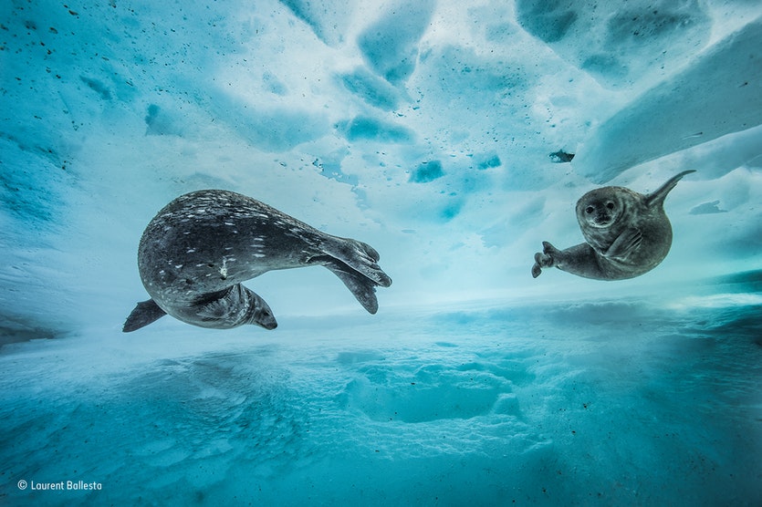 Seals beneath the ice.