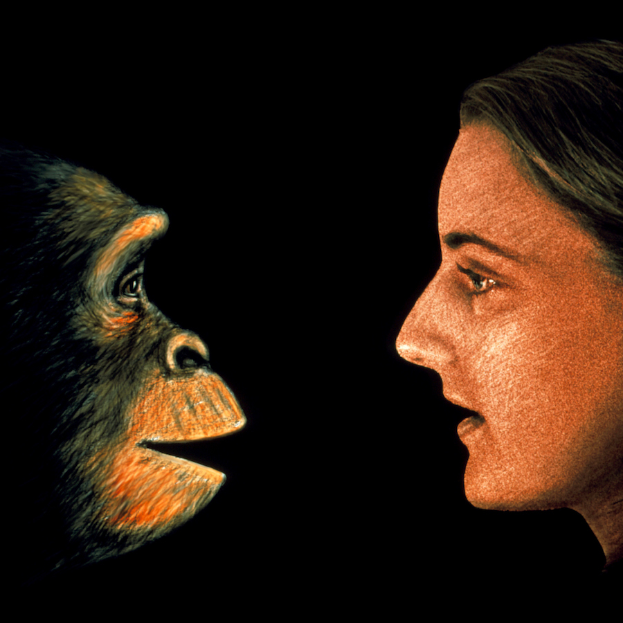 Различие между человеком и обезьяной. Человек примат. Сходство человека и обезьяны. Человек и человекообразные обезьяны.