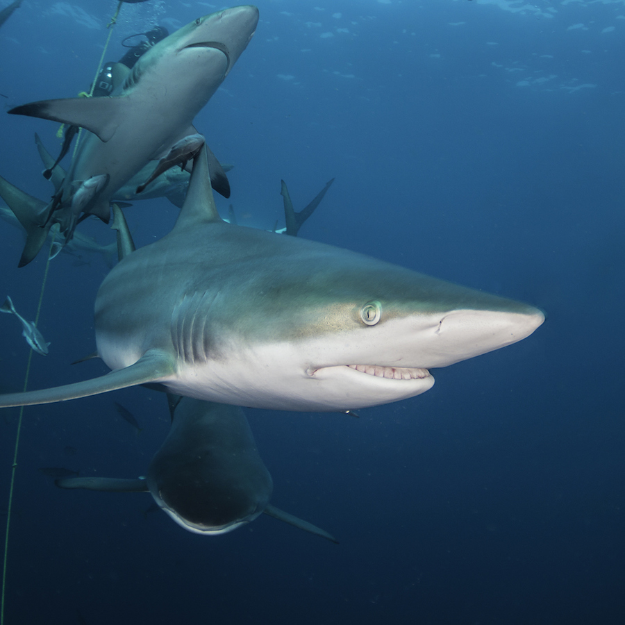 Escaping jaws: can we stop attacks without killing sharks?