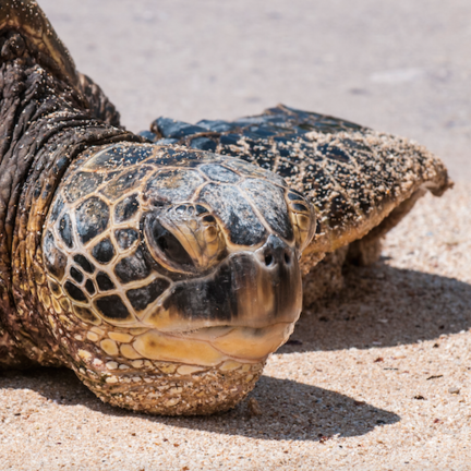 Turtles born out of mass croc extinction