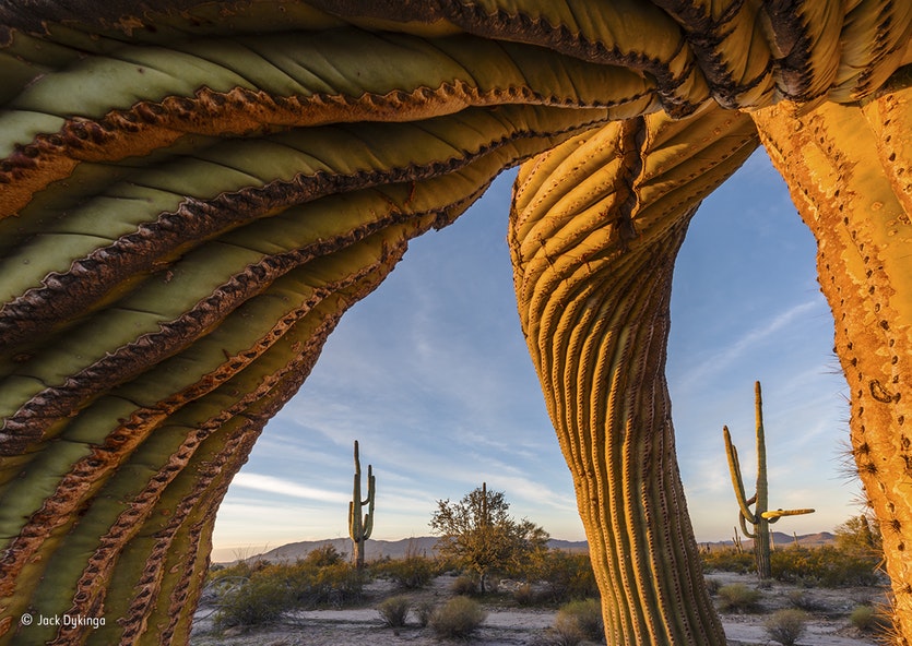 09 Saguaro twist Jack Dykinga Wildlife Photographer of the Year