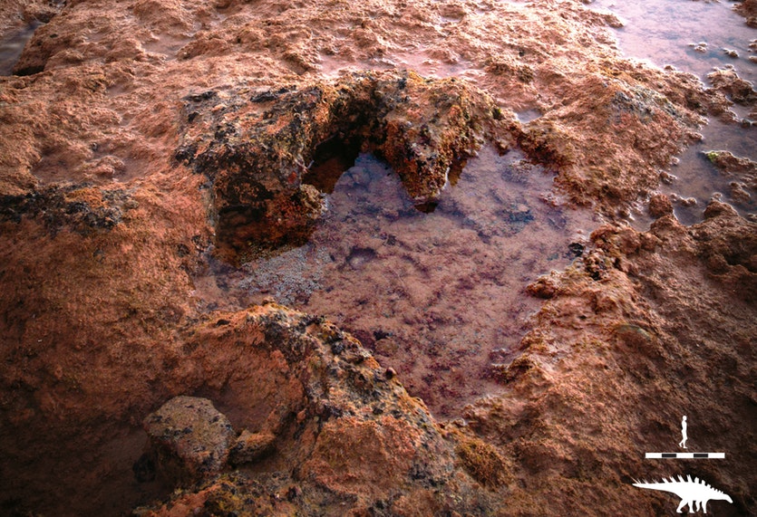 An impression left by garbina roeorum, one of six types of ‘armoured’ thyreophoran dinosaur identified in the broome sandstone. They were heavily built quadrupeds with thick body plating and defensive spikes along their tails.