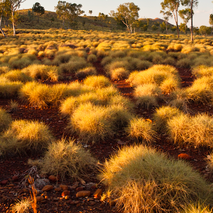 Засушливые области австралии. Малли скрэб. Спинифекс растение Австралии. Малли скрэб в Австралии.