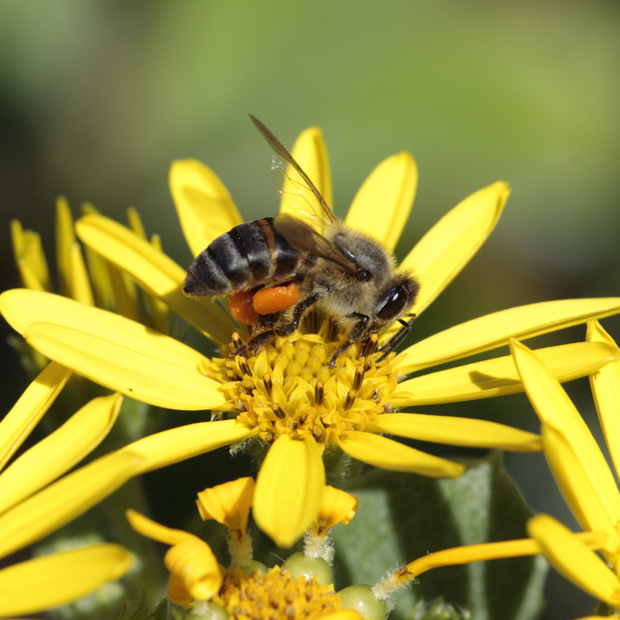 Parasitic bees reproduce without males Cosmos Magazine
