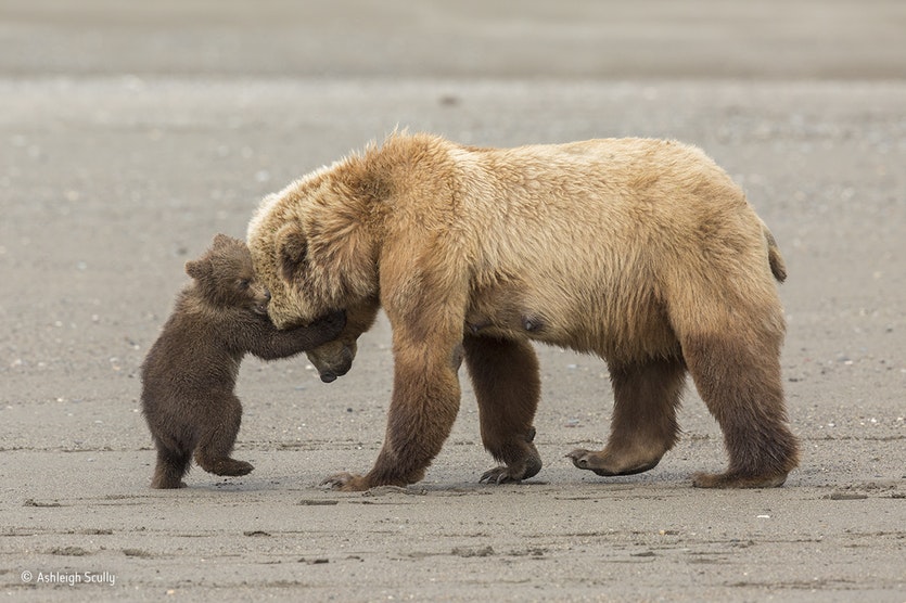 A mother bear and cub.