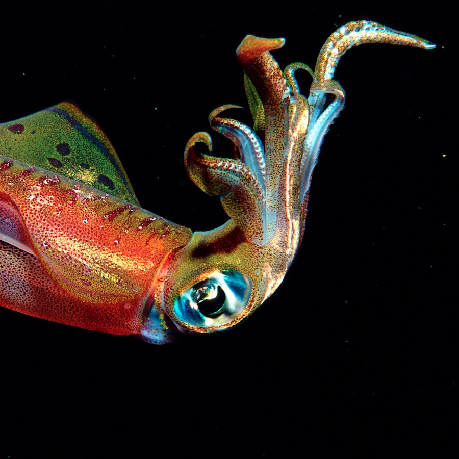 Does a shifty lens help octopuses see colours?