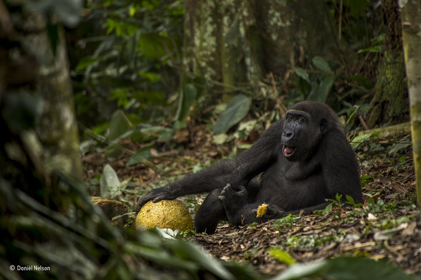 A chimp with a breadfruit.