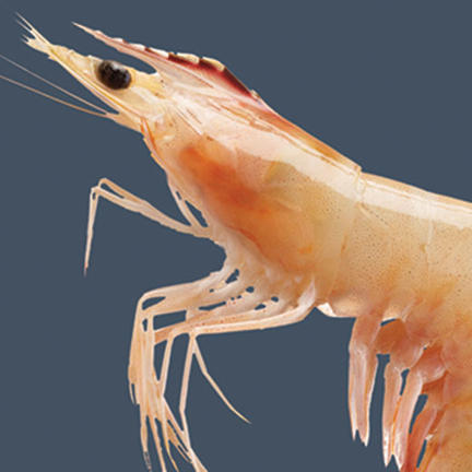 Prawn/shrimp