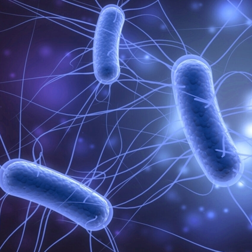 How the brain helps the body fight bacteria