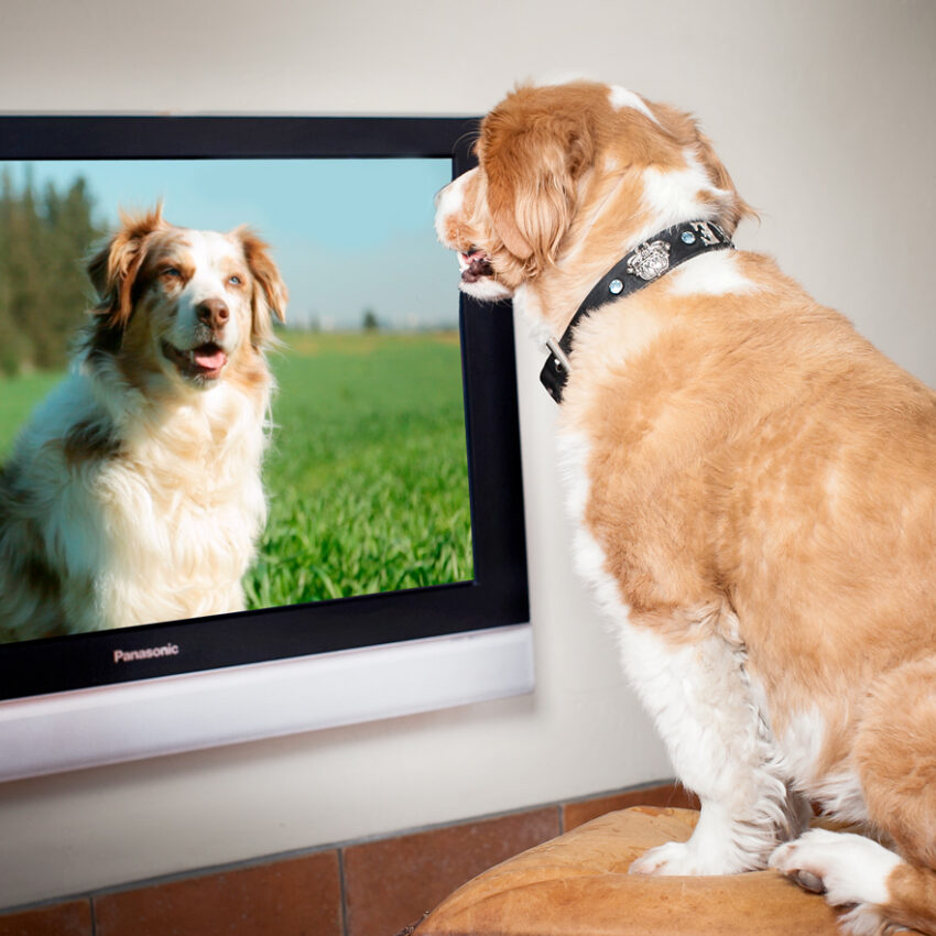 do dogs watch television