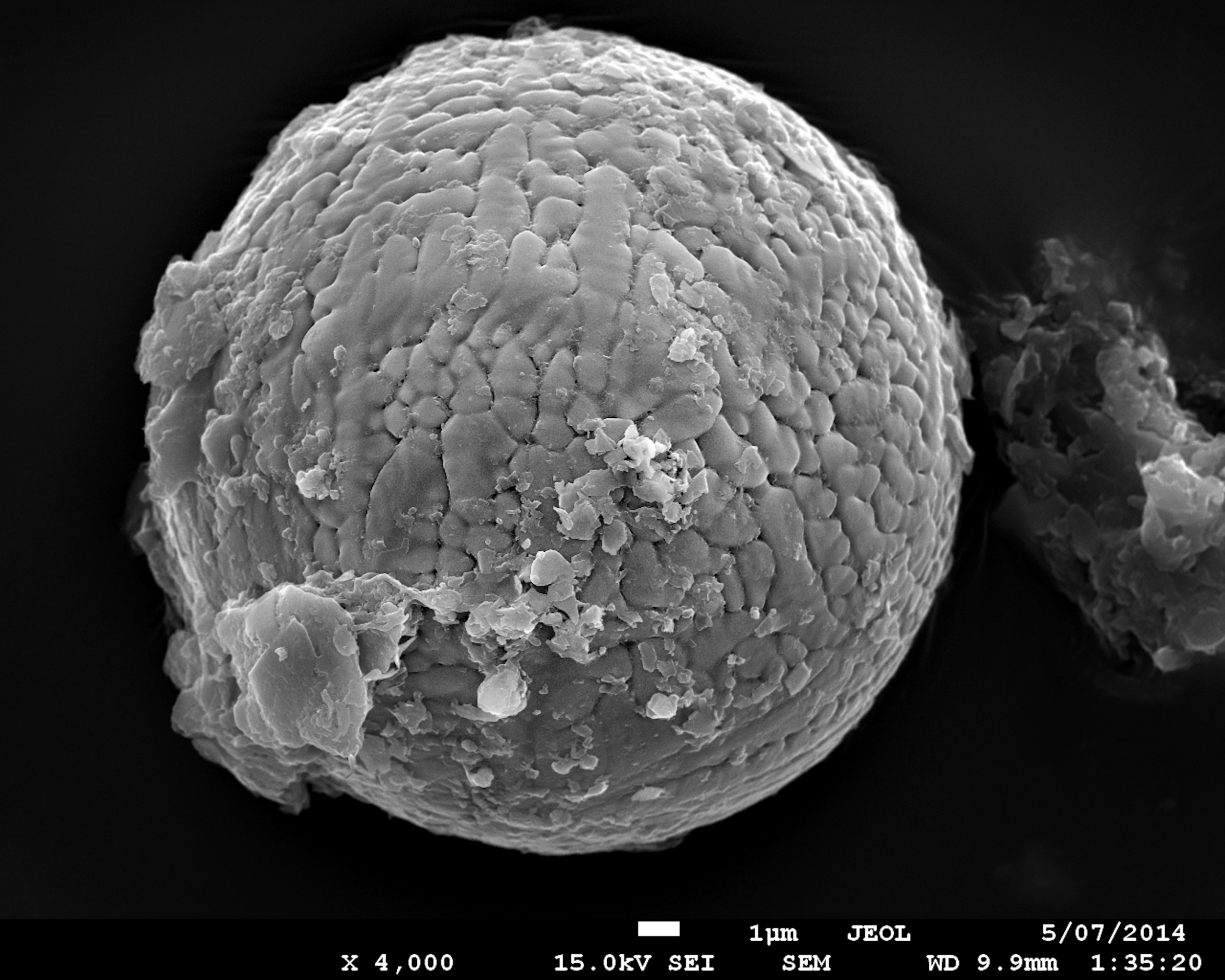 120516 micrometeorite 1 scaled