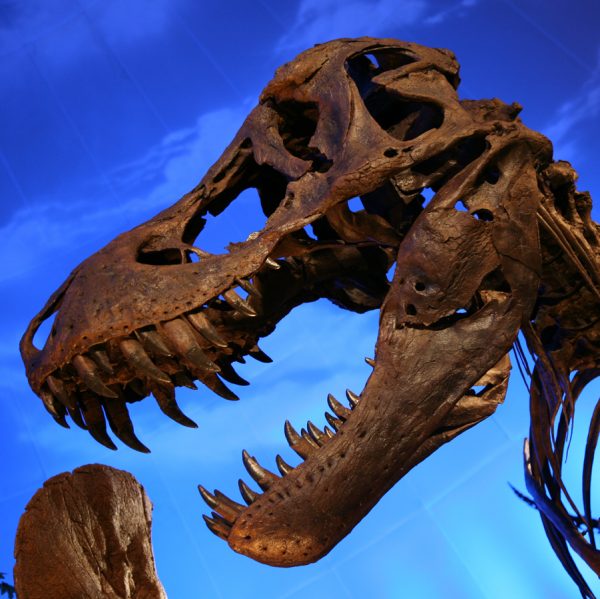 The top six dinosaur myths - Cosmos Magazine