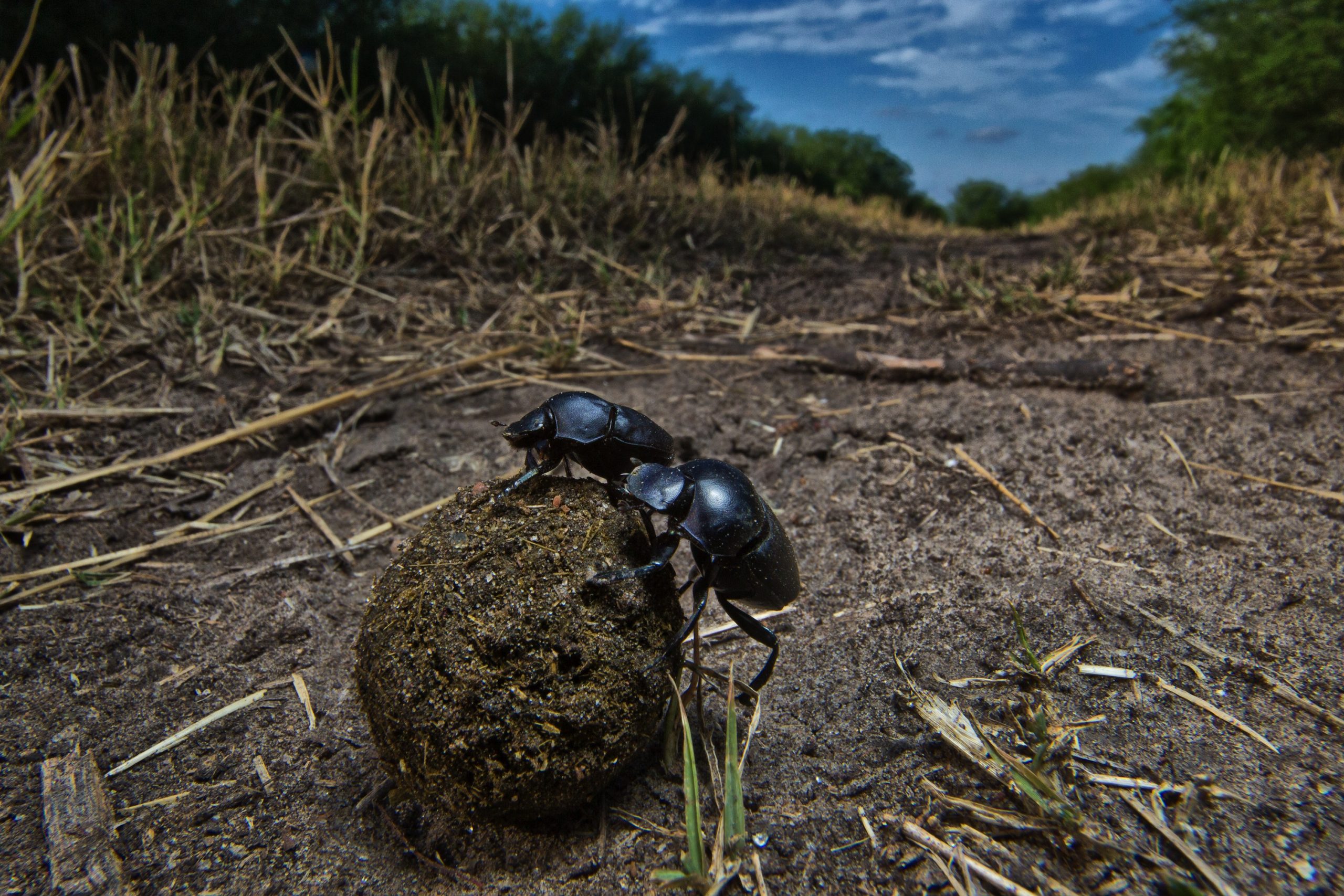130516 dungbeetles 1 scaled