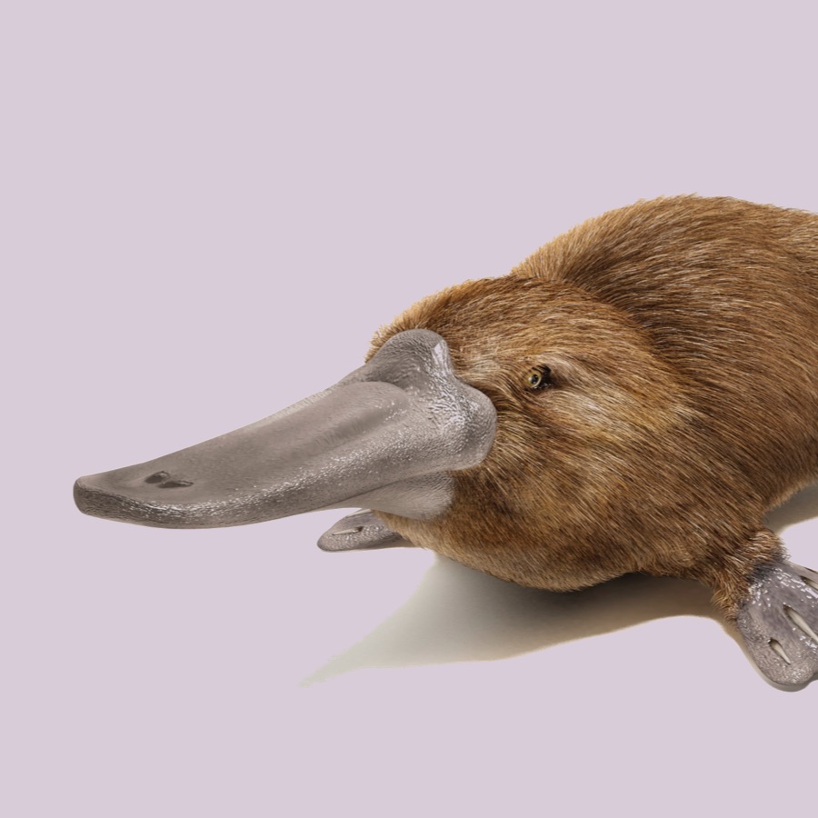 platypus-ancestor-had-inferior-electro-sense