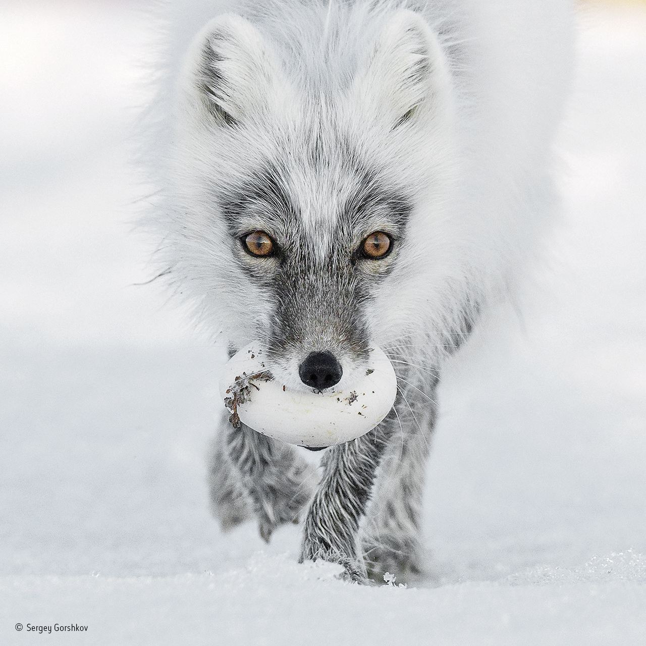 An Arctic fox carries a snow goose egg.