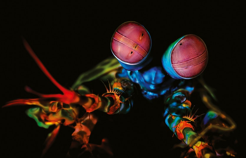Mantis shrimp (Stomatopoda)