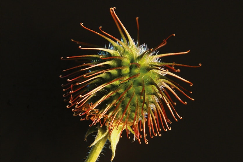 The burdock improves distribution of its seeds using tiny hooks.
