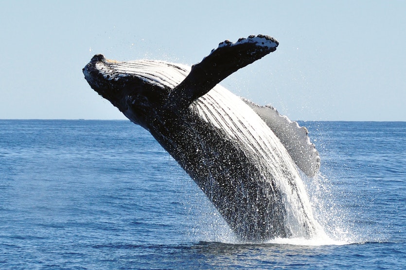 Bumps on their fins lend humpback whales surprising agility, and provide similar benefits for wind turbines.