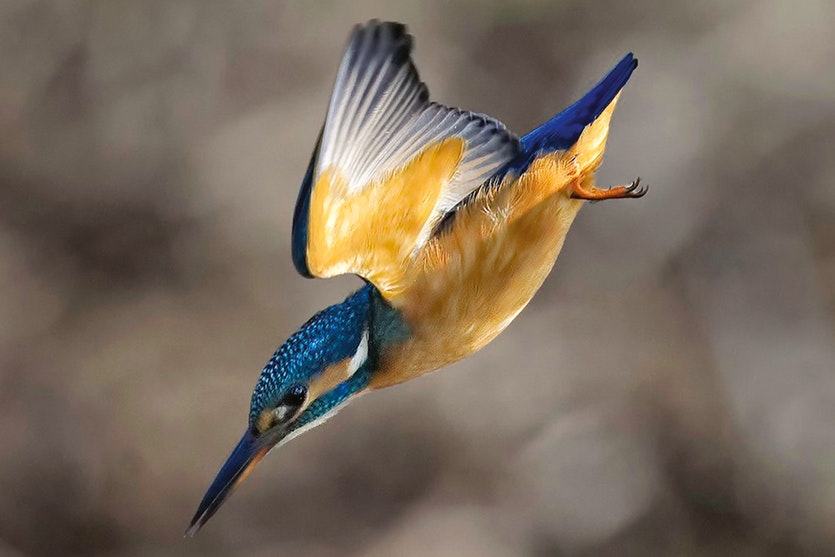 The kingfisher can enter the water with scarcely a splash, and the bullet train follows its lead.