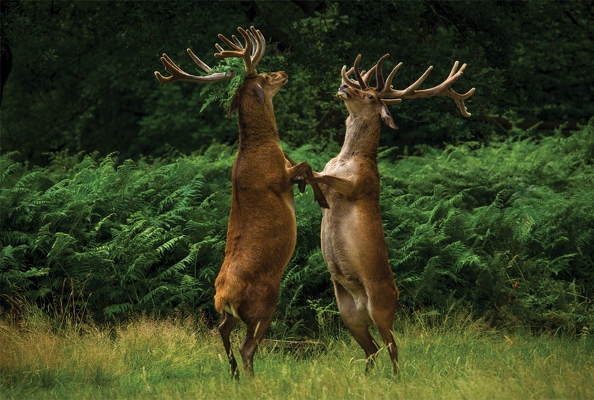 Dancing Deer  |  Red deer (Cervus elaphus)  |  Richmond Park, London, UK