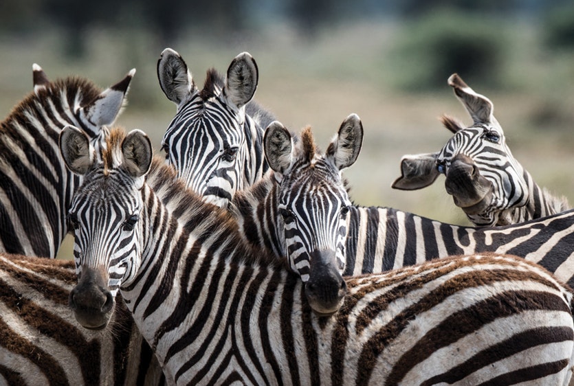 The Stupid Member  |  Zebra (Equus Quagga)  |  Tanzania, East Africa