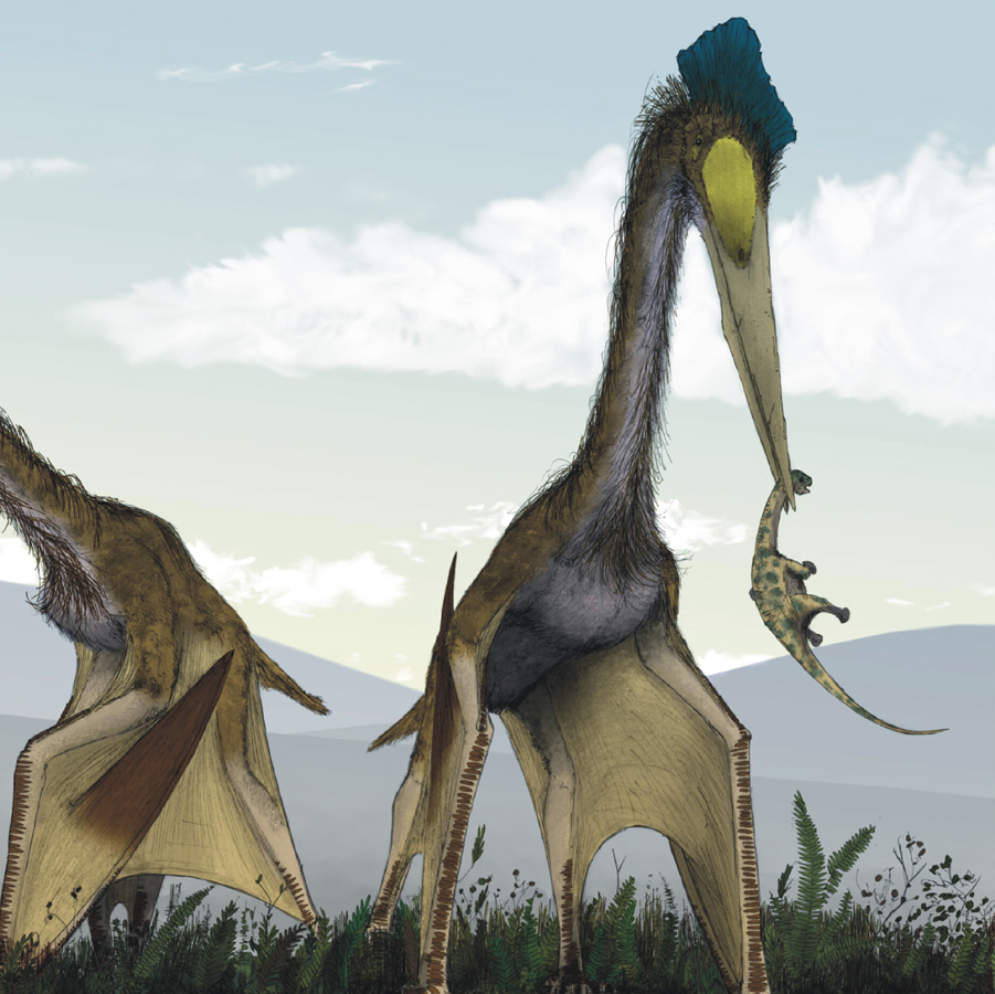 Pterosaurs should have been too big to fly?