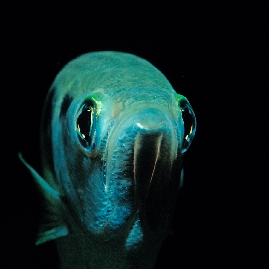 fish human face
