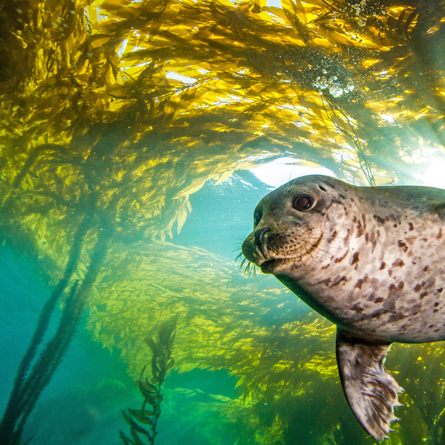 kelp-needs-help-it-s-being-destroyed-by-hungry-fish