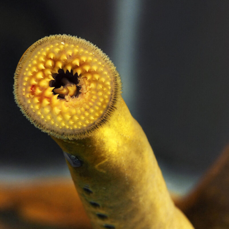 Lampreys can't swim, but can move fast - Cosmos Magazine