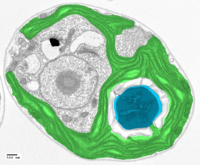 Can algae help us feed the world? - Cosmos Magazine