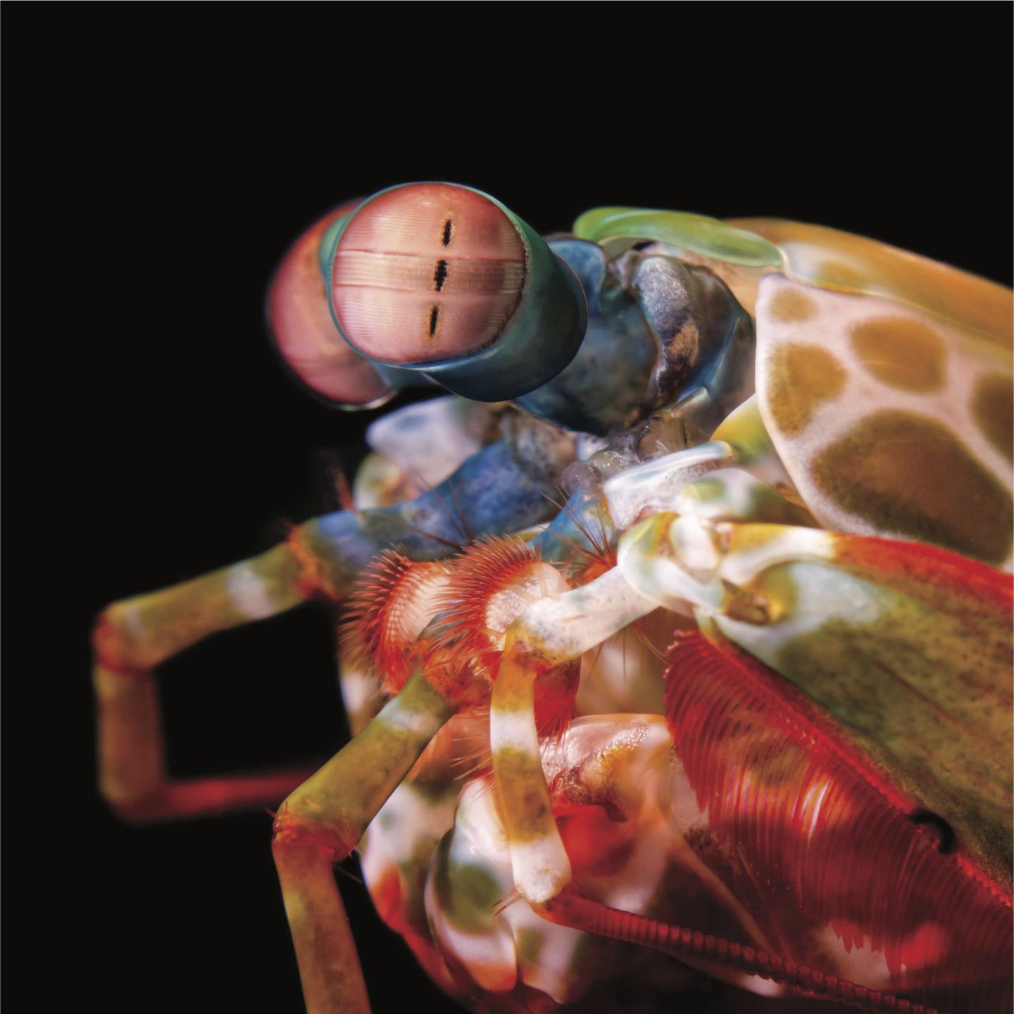 The eyes of the mantis shrimp are capable of independent rotation in all three rotational degrees of freedom.