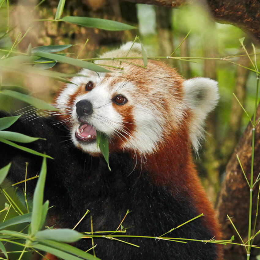 Panda thumb and taste for bamboo evolved twice