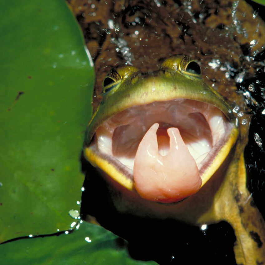 frog catching insect with tongue