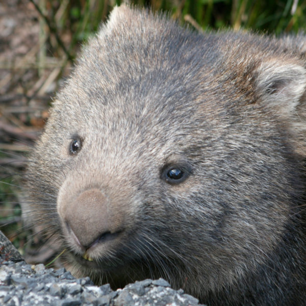 Why do wombats do cube-shaped poo? - Cosmos Magazine