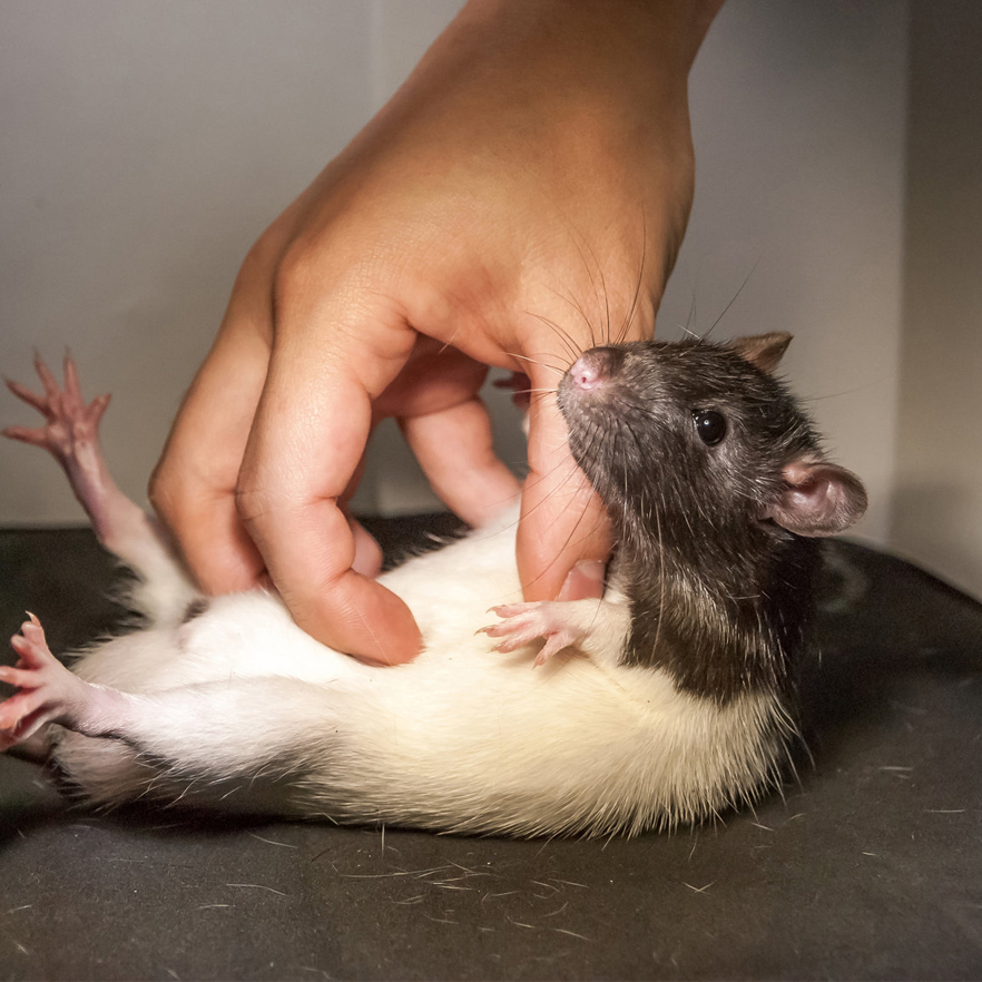 What's the best way to tickle a rat 