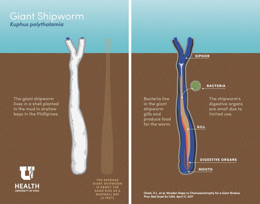 170418 shipworm infographic