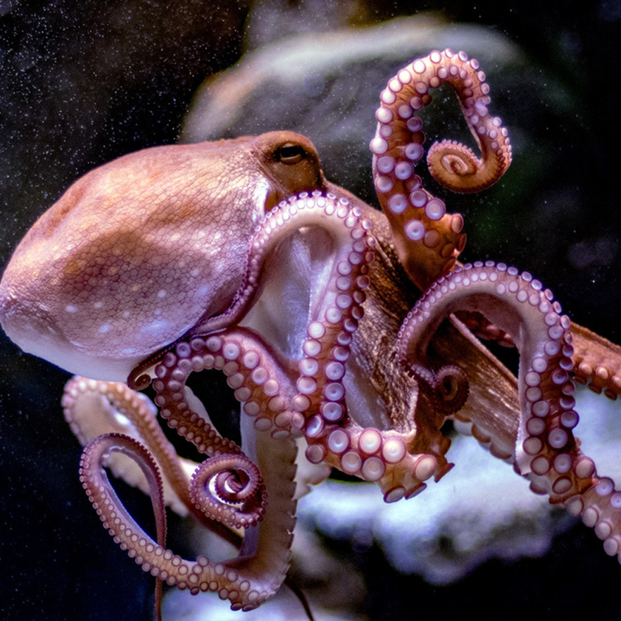 Где живет осьминог. Осьминог Octopus vulgaris. Длиннощупальцевый Спрут. Осьминог Джильберта. Двужаберные головоногие.